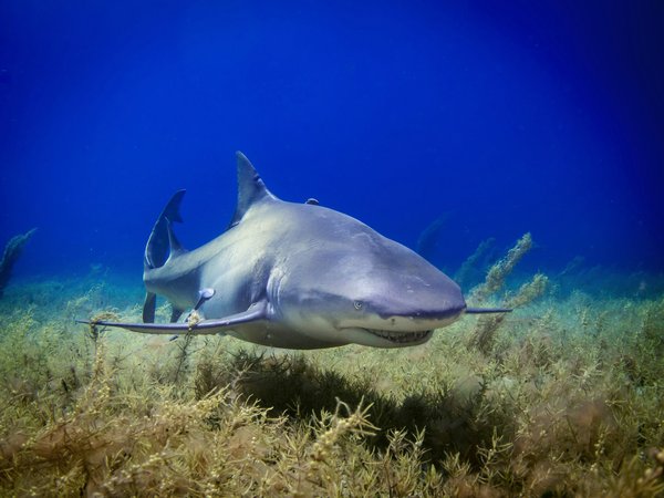 Comment planifier une aventure de plongée avec les requins tigres aux Bahamas?